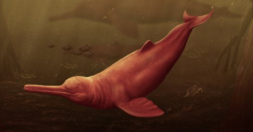 16-Million-Year-Old Skull of Extinct Species of Giant Dolphin Discovered in Peru
