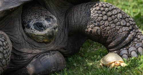 Rare Baby Galápagos Giant Tortoise With Albinism Is Born at Swiss Zoo