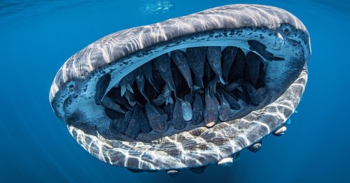 Whale Shark With Over 50 Fish in Its Mouth Wins Underwater Photo Contest