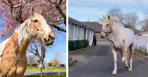 Horse Keeps Running Away to Visit Dementia Patients Who Feed Him Carrots
