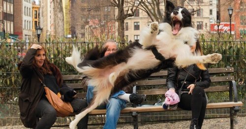 Funny Finalists of the 2023 Comedy Pet Photography Awards
