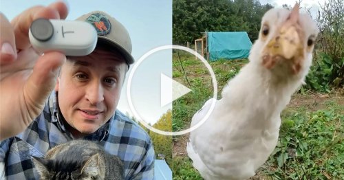 Farmer Mounts Tiny Camera on His Animals to See How the World Looks From Their Perspective