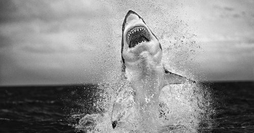 Stunning Photos Capture Great White Sharks Leaping High in the Air