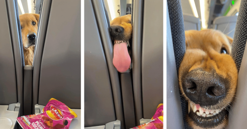 Hungry Pup on a Train Is Hilariously Desperate To Get His Human’s Snack