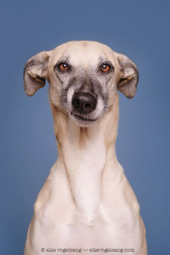 Intimate Portraits Reveal Amusing Facial Expressions of Skeptical Dogs