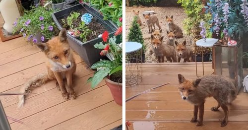 Woman Has Been Feeding Four Generations of One Fox Family Every Day for the Last 25 Years