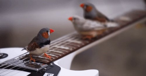 Zebra Finches Become a "Flock of Songwriters" in a Room Full of Electric Guitars