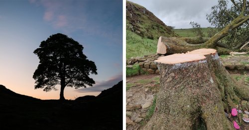 Iconic Sycamore Gap Tree Near Hadrian's Wall Was Discovered Cut Down
