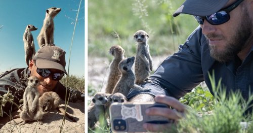 Watch a Wildlife Photographer Get Mobbed by an Adorable Group of Meerkats