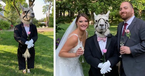 Llama Is Brought to a Wedding Dressed as a Groomsman and Steals the Show