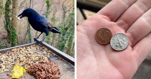 Crow Family Leaves Little Gifts for Human Who Kindly Feeds Them