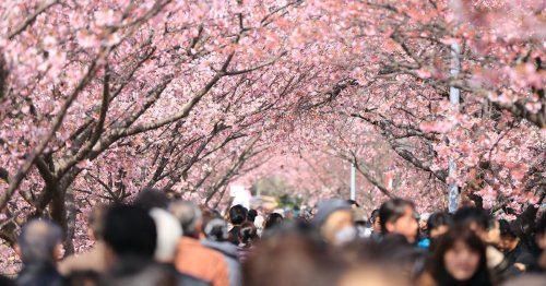 The Significance of Cherry Blossoms in Japanese Art & Culture