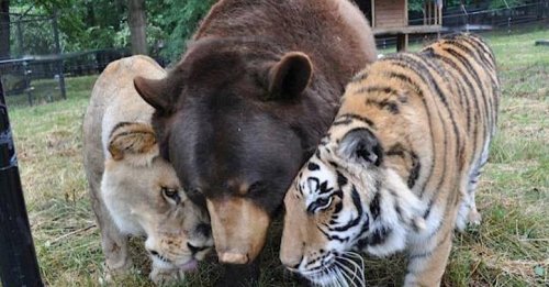Amazing Friendship Between a Bear, Lion, and Tiger Who All Live Peacefully Together