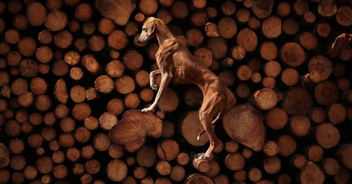Winners of the 2023 International Pet Photographer of the Year Capture the Souls of Our Furry Friends