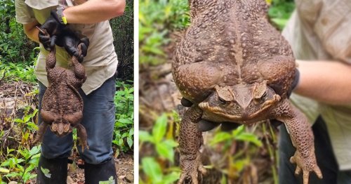Monster Toad the Size of a Newborn Baby Is Found in Australia