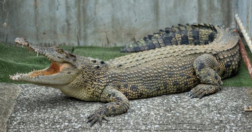 Isolated Crocodile Gets Itself Pregnant and Has “Virgin Birth” After 16 Years of Living Alone
