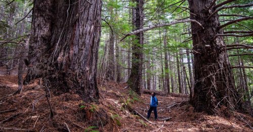 Redwood Forest in Northern California Is Returned to Indigenous Ownership
