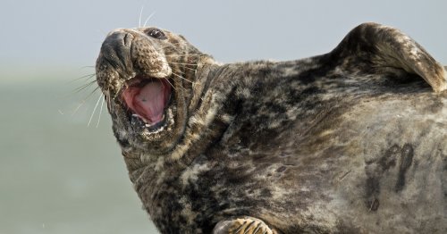 Study Finds That 65 Different Species of Animals Laugh To Express Happiness