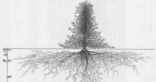 Vintage Plant Drawings Explore the Unseen Beauty of Complex Tree Root Systems