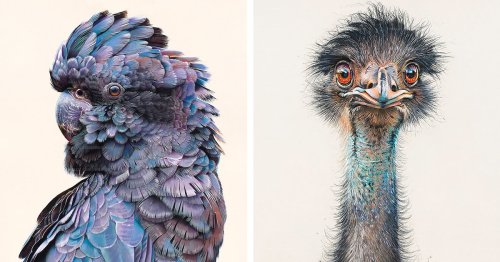 Exquisite Pastel Portraits Capture the Colorful Beauty of Different Birds