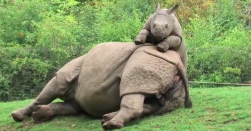 Watch This Energetic Baby Rhino Try To Get His Exhausted Mom To Play With Him