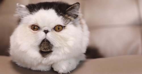 Impossibly Fluffy Cat with Round Face Looks Like a Larger-Than-Life Cotton Ball