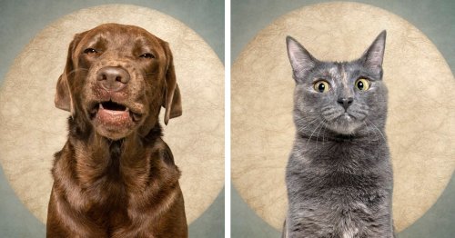 Funny Portraits of Pets With Disgusted Expressions Beg the Question, “Who Cut the Cheese?”