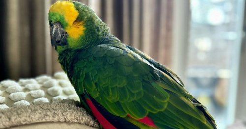 Adorable 84-Year-Old Blind Parrot Finally Finds His Forever Home in the Netherlands