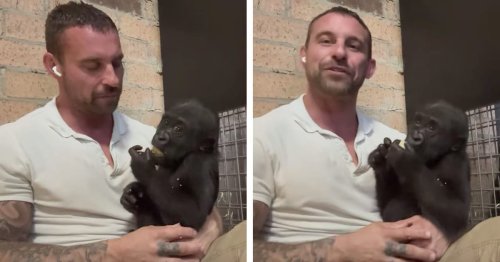Baby Gorilla Develops Unique Bond to Zookeeper After He Reared Him and Nursed Him Back to Health