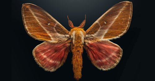 Macro Photography Highlights Beauty of Extinct and Endangered Insects [Interview]