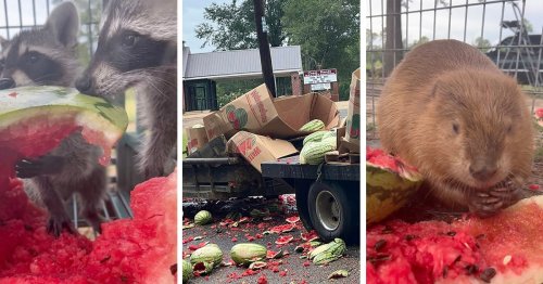 Wildlife Rescue Gets a Fresh Fruit Feast When a Truck Spills a Bunch of Watermelons