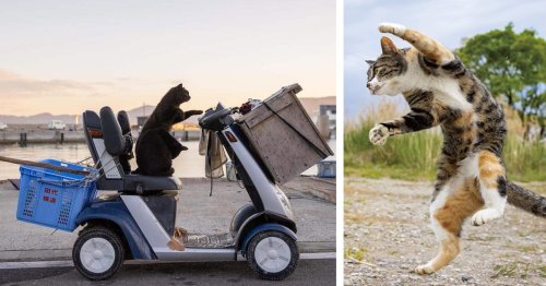 30 Funny Cat Photos Candidly Captured on the Streets of Japan