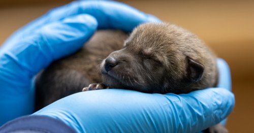 9 Endangered Red Wolf Pups Born at North Carolina Zoo