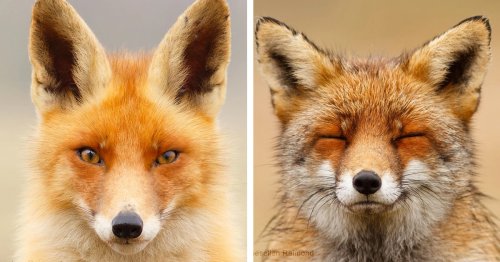 Photographer Compiles 64 Fox Face Portraits To Highlight Their Different Features and Varying Personalities