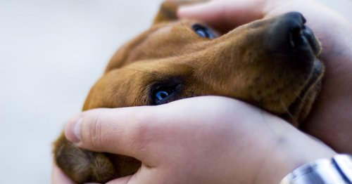 Study Finds That Dogs Can Detect When We’re Stressed Out