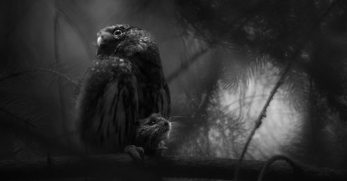 A Bird in Mourning Wins the 2025 European Wildlife Photographer of the Year Contest