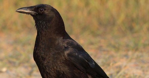 New Study Finds That Crows Are So Intelligent They Understand the Concept of Zero