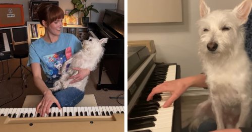 Adorable Dog Warms Hearts by Listening Attentively as His Human Plays the Piano