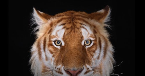Photographer Captures Striking Studio Portraits To Show a Dignified Side of Wild Animals