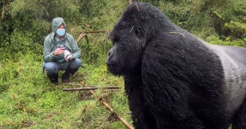 Tense Video Captures the Moment a Silverback Gorilla Pounds His Chest in Front of Wildlife Photographer
