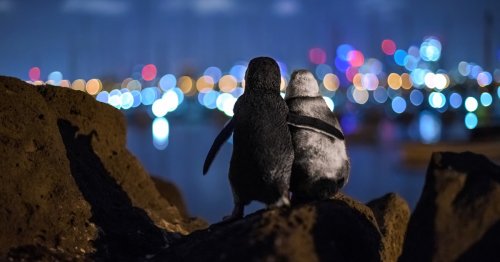 Two Widowed Penguins Embracing and Overlooking Melbourne Skyline Together Wins Best Photo of 2020