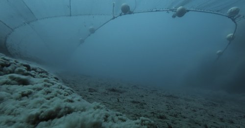 Bottom Trawling’s Destructive Power Captured on Film for the First Time