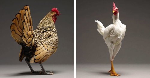 Portraits of “Most Beautiful Chickens on the Planet” Capture Their Underrated Beauty
