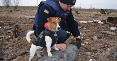 Ukrainian Bomb-Sniffing Hero Dog Has Helped Detect Over 90 Russian Explosives