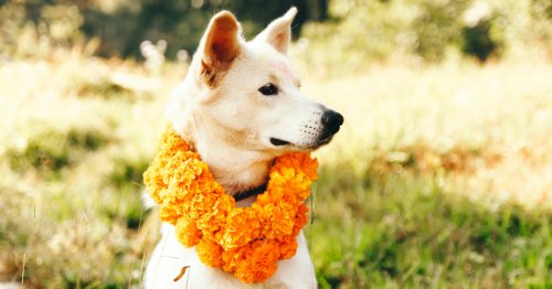 Kukur Tihar: An Annual Festival in Nepal Devoted To Worshiping and Pampering Dogs