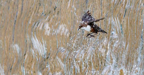 Adventurous Bird Crashing Into a Waterfall Wins Nature Photography Contest