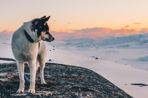 Man Quits Job to Go on Hiking Adventures with His Husky by His Side
