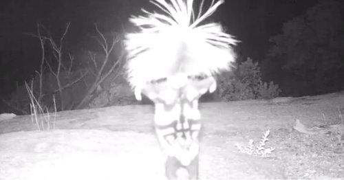 Trail Camera Captures Spunky Skunk Doing a Handstand