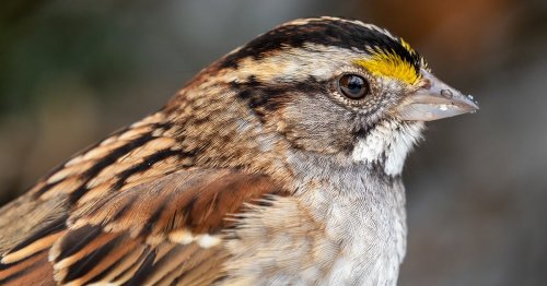 Fascinating Discovery Finds That the White-throated Sparrow Species Has Four Sexes