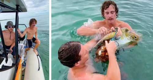 Two Guy in a Boat Jump Into the Water to Free a Sea Turtle Stuck in a Fishing Net